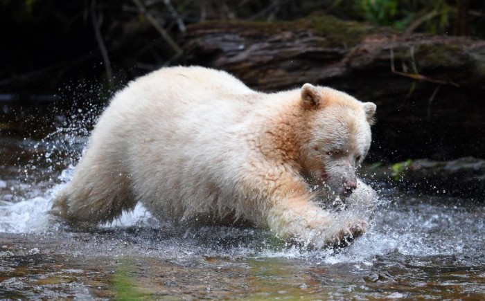 Фотографу повезло сфотографировать медведя-призрака